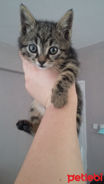Tekir Kedi, Kedi  Cilveli fotoğrafı