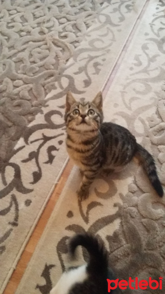 Tekir Kedi, Kedi  Cilveli fotoğrafı
