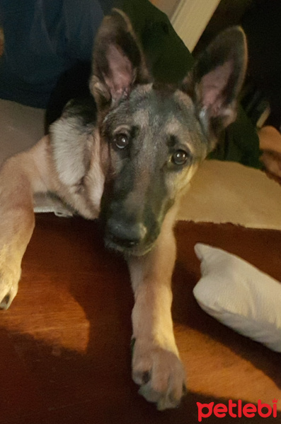 Alman Çoban Köpeği, Köpek  LOLA fotoğrafı