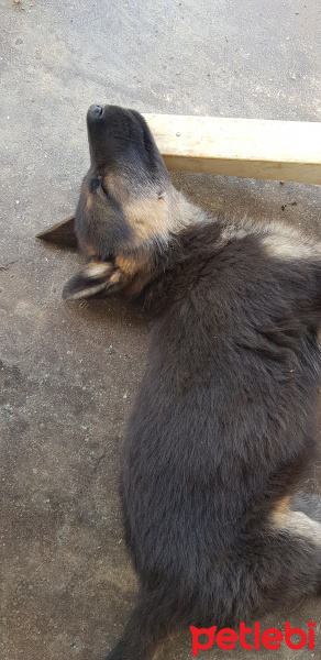Alman Çoban Köpeği, Köpek  LOLA fotoğrafı