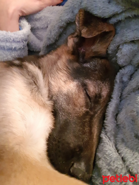 Alman Çoban Köpeği, Köpek  LOLA fotoğrafı