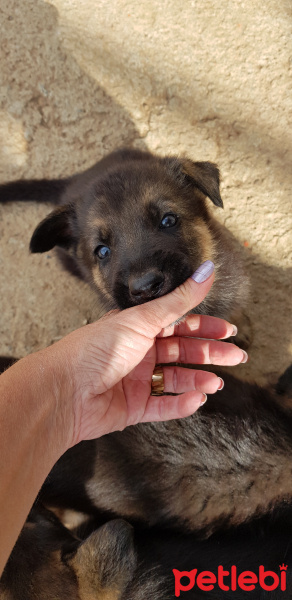 Alman Çoban Köpeği, Köpek  LOLA fotoğrafı