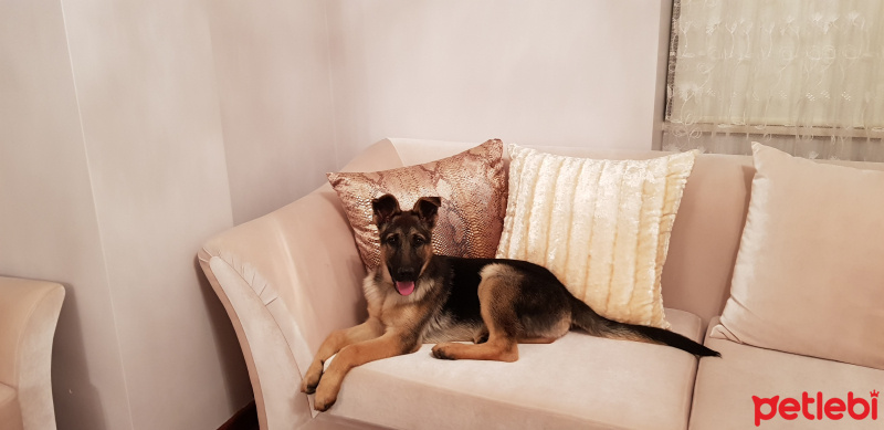 Alman Çoban Köpeği, Köpek  LOLA fotoğrafı