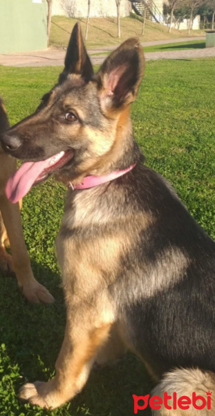 Alman Çoban Köpeği, Köpek  LOLA fotoğrafı