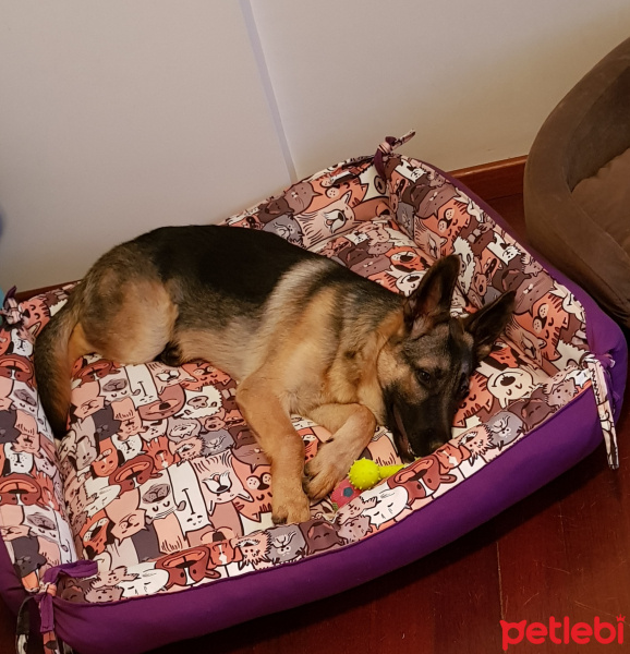 Alman Çoban Köpeği, Köpek  LOLA fotoğrafı