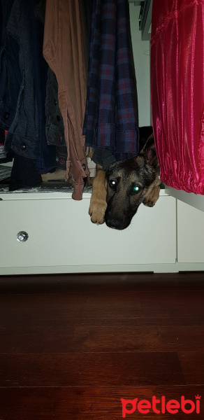 Alman Çoban Köpeği, Köpek  LOLA fotoğrafı