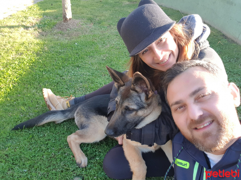 Alman Çoban Köpeği, Köpek  LOLA fotoğrafı