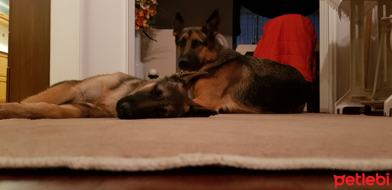 Alman Çoban Köpeği, Köpek  LOLA fotoğrafı