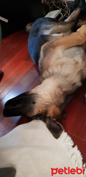 Alman Çoban Köpeği, Köpek  LOLA fotoğrafı