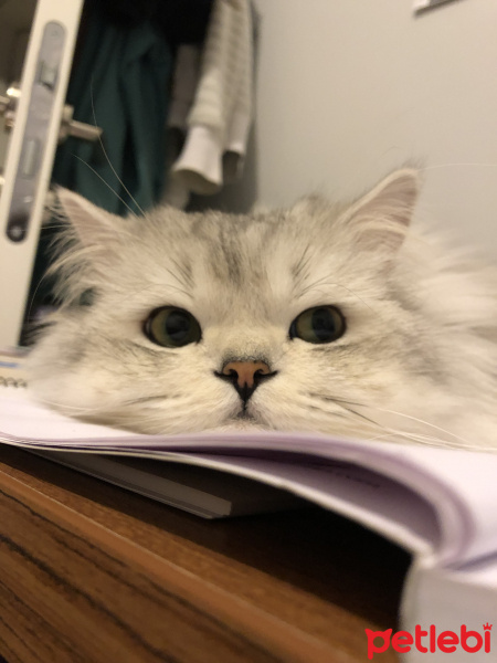 Chinchilla, Kedi  Mirmir fotoğrafı