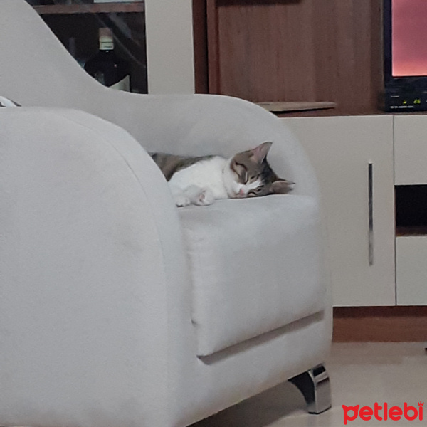 Tekir Kedi, Kedi  şeker fotoğrafı