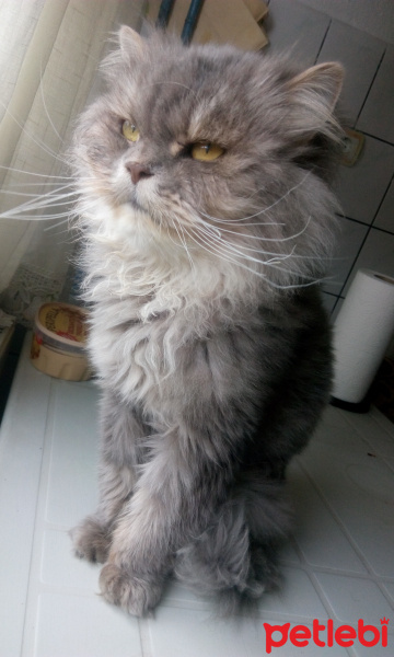 İran Kedisi (Persian), Kedi  Poyraz fotoğrafı