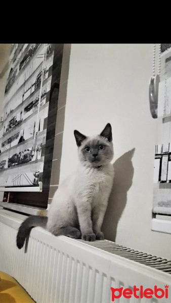 British Shorthair, Kedi  Pamuk fotoğrafı