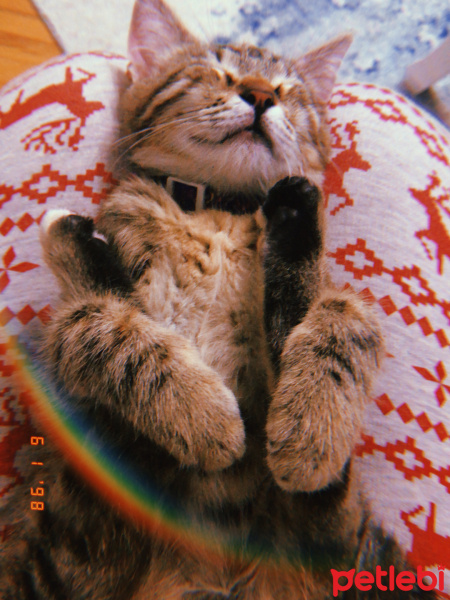 Tekir Kedi, Kedi  Alice fotoğrafı