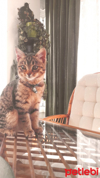 Tekir Kedi, Kedi  Gofret fotoğrafı