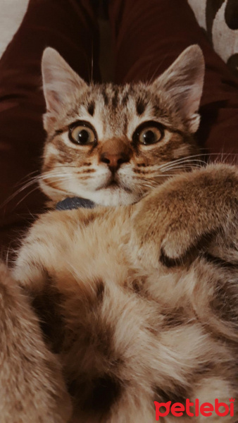 Tekir Kedi, Kedi  Gofret fotoğrafı