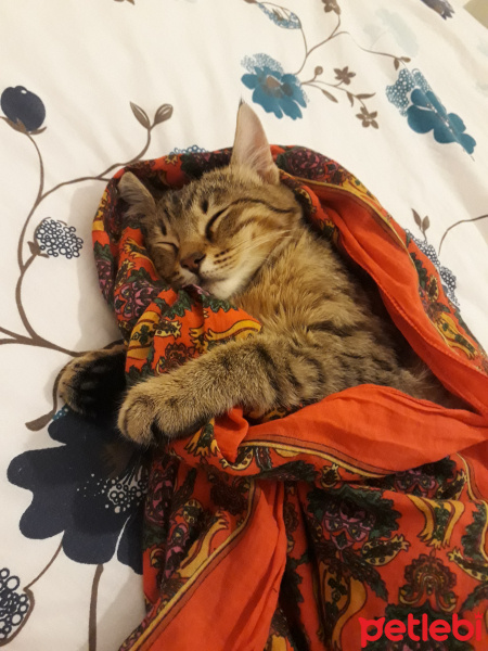 Tekir Kedi, Kedi  Gofret fotoğrafı