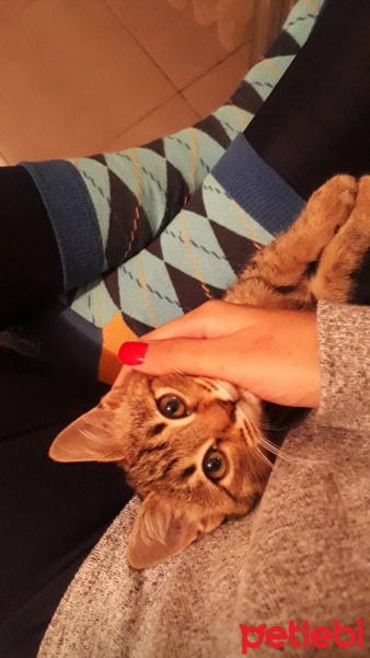 Tekir Kedi, Kedi  Gofret fotoğrafı