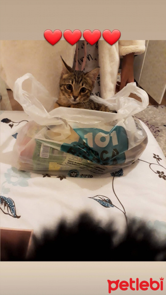 Tekir Kedi, Kedi  Gofret fotoğrafı