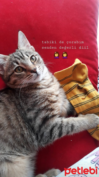 Tekir Kedi, Kedi  Gofret fotoğrafı