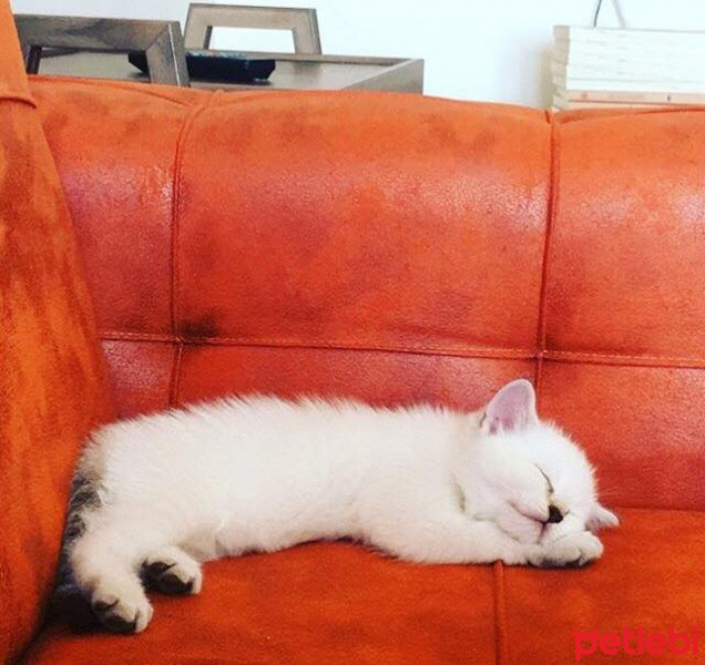 British Shorthair, Kedi  ponck fotoğrafı