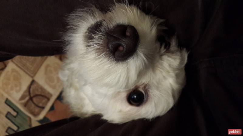 Maltese, Köpek  Limon fotoğrafı