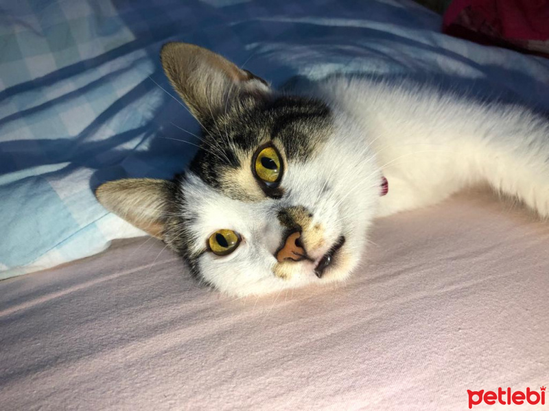 Tekir Kedi, Kedi  Mila fotoğrafı
