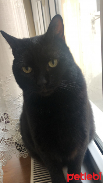 Bombay, Kedi  zeytin fotoğrafı