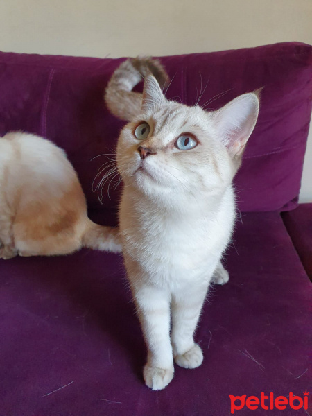 British Shorthair, Kedi  Lina fotoğrafı
