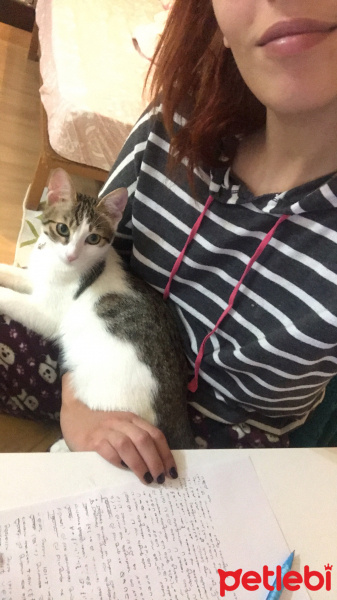 Tekir Kedi, Kedi  Luna fotoğrafı