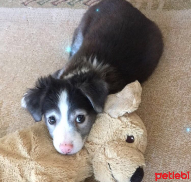Russian Spaniel, Köpek  Maya fotoğrafı