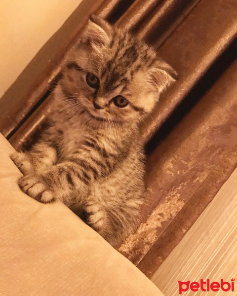 Scottish Fold, Kedi  Gölge fotoğrafı