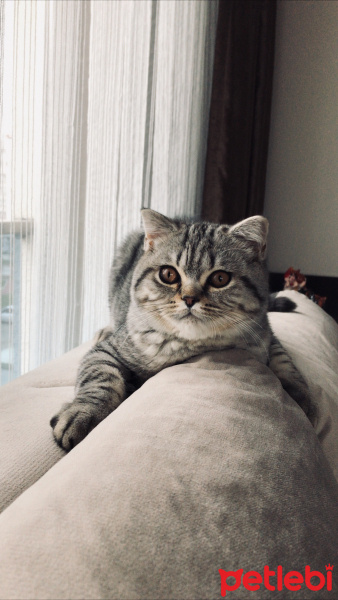 Scottish Fold, Kedi  Gölge fotoğrafı