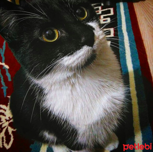 Tekir Kedi, Kedi  Müdür fotoğrafı