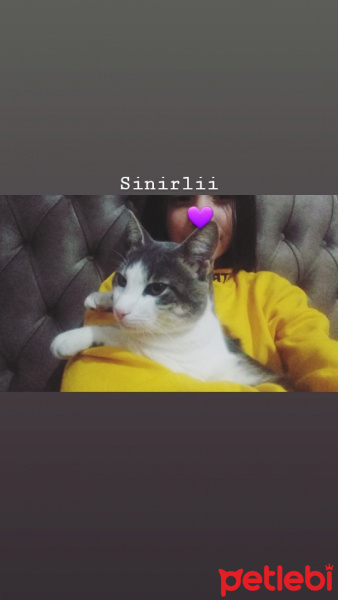 Tekir Kedi, Kedi  Duman fotoğrafı