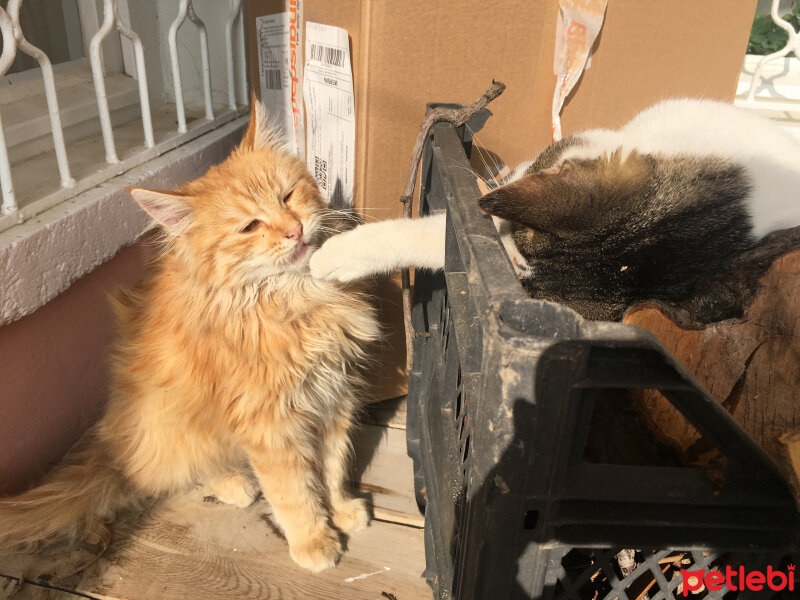 Tekir Kedi, Kedi  Benek fotoğrafı