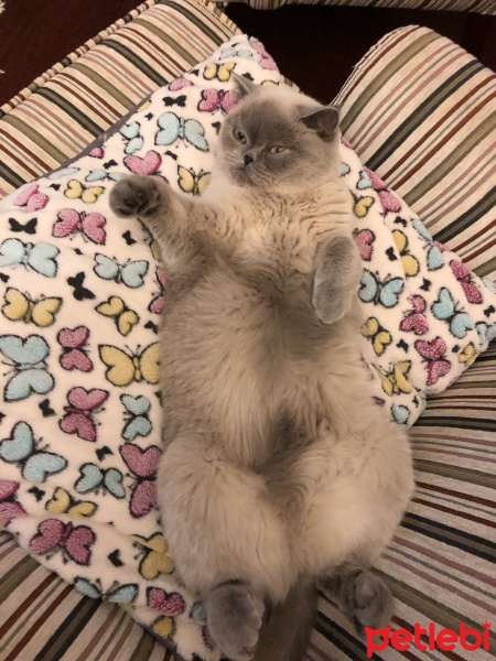 British Shorthair, Kedi  yuki fotoğrafı