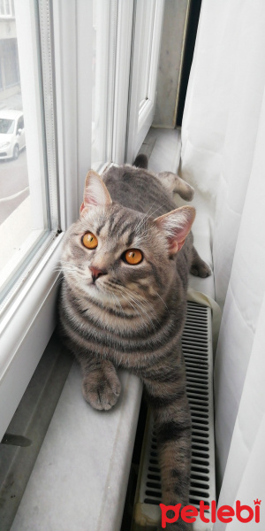 British Shorthair, Kedi  Jesse fotoğrafı