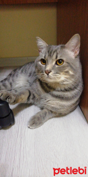 British Shorthair, Kedi  Jesse fotoğrafı