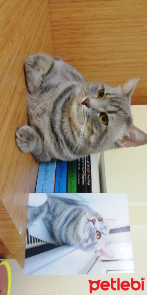 British Shorthair, Kedi  Jesse fotoğrafı