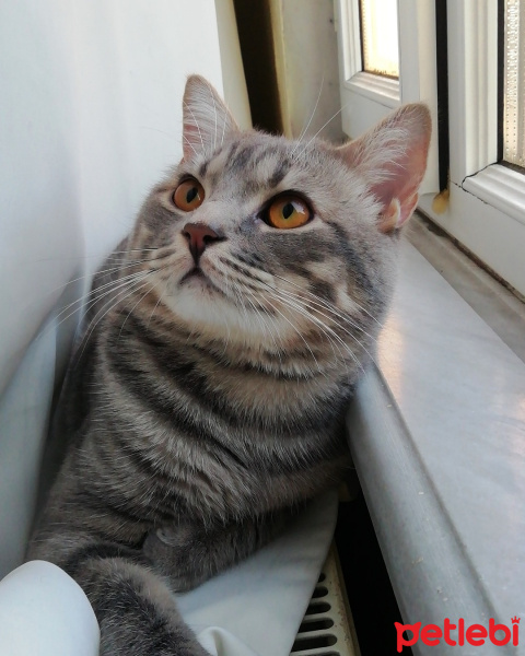 British Shorthair, Kedi  Jesse fotoğrafı