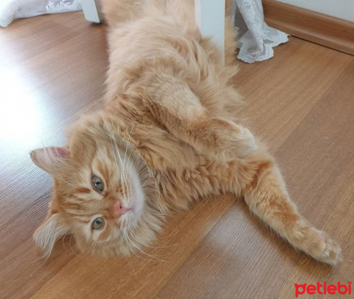 Sarman, Kedi  Behlül fotoğrafı