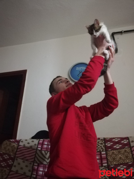 Tekir Kedi, Kedi  Sebo fotoğrafı