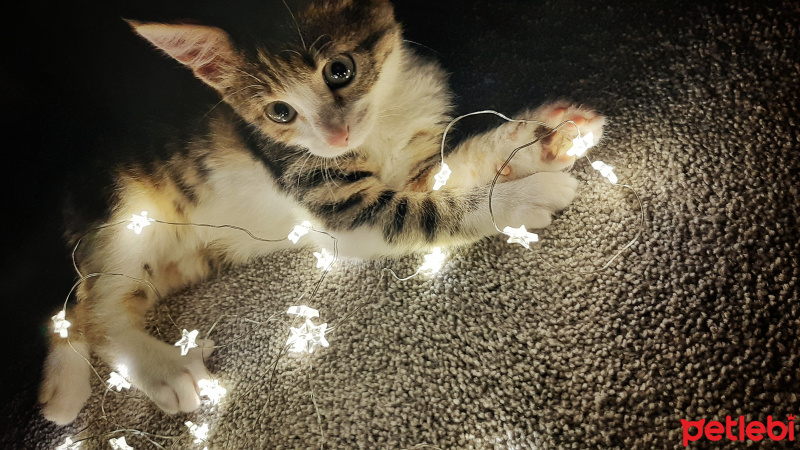 Tekir Kedi, Kedi  Mia fotoğrafı