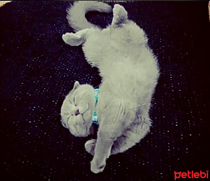Scottish Fold, Kedi  MİO fotoğrafı