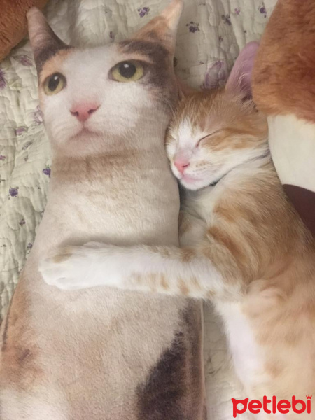 Sarman, Kedi  Pisilo fotoğrafı