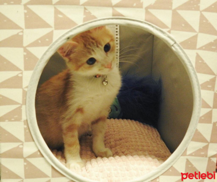 Sarman, Kedi  Pisilo fotoğrafı