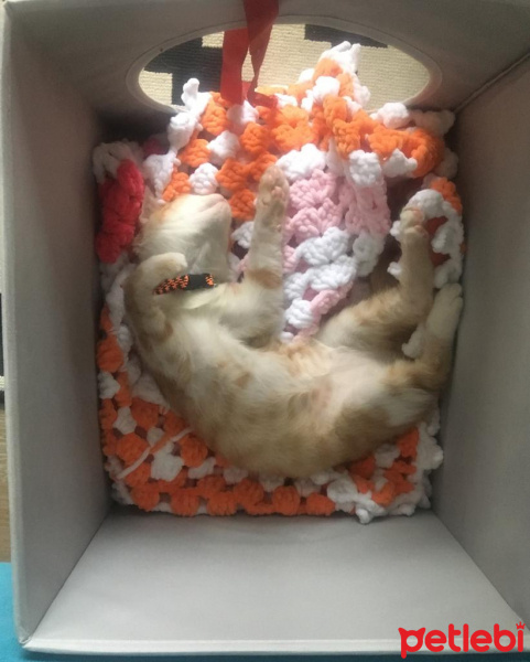 Sarman, Kedi  Pisilo fotoğrafı