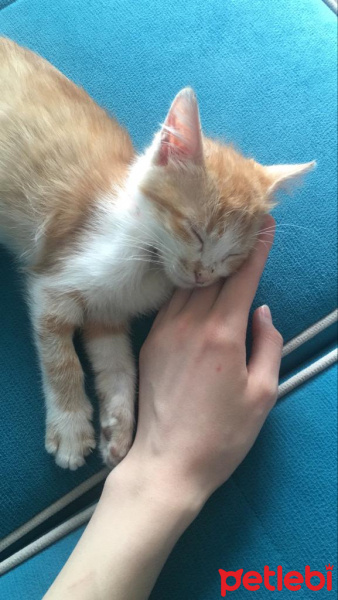 Sarman, Kedi  Pisilo fotoğrafı