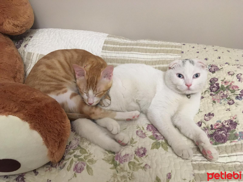 Sarman, Kedi  Pisilo fotoğrafı